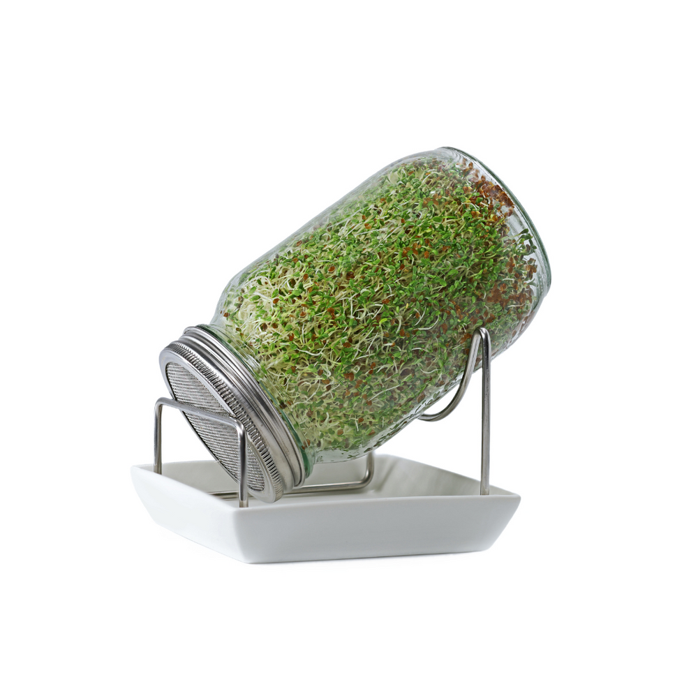 Sprouting Jar
