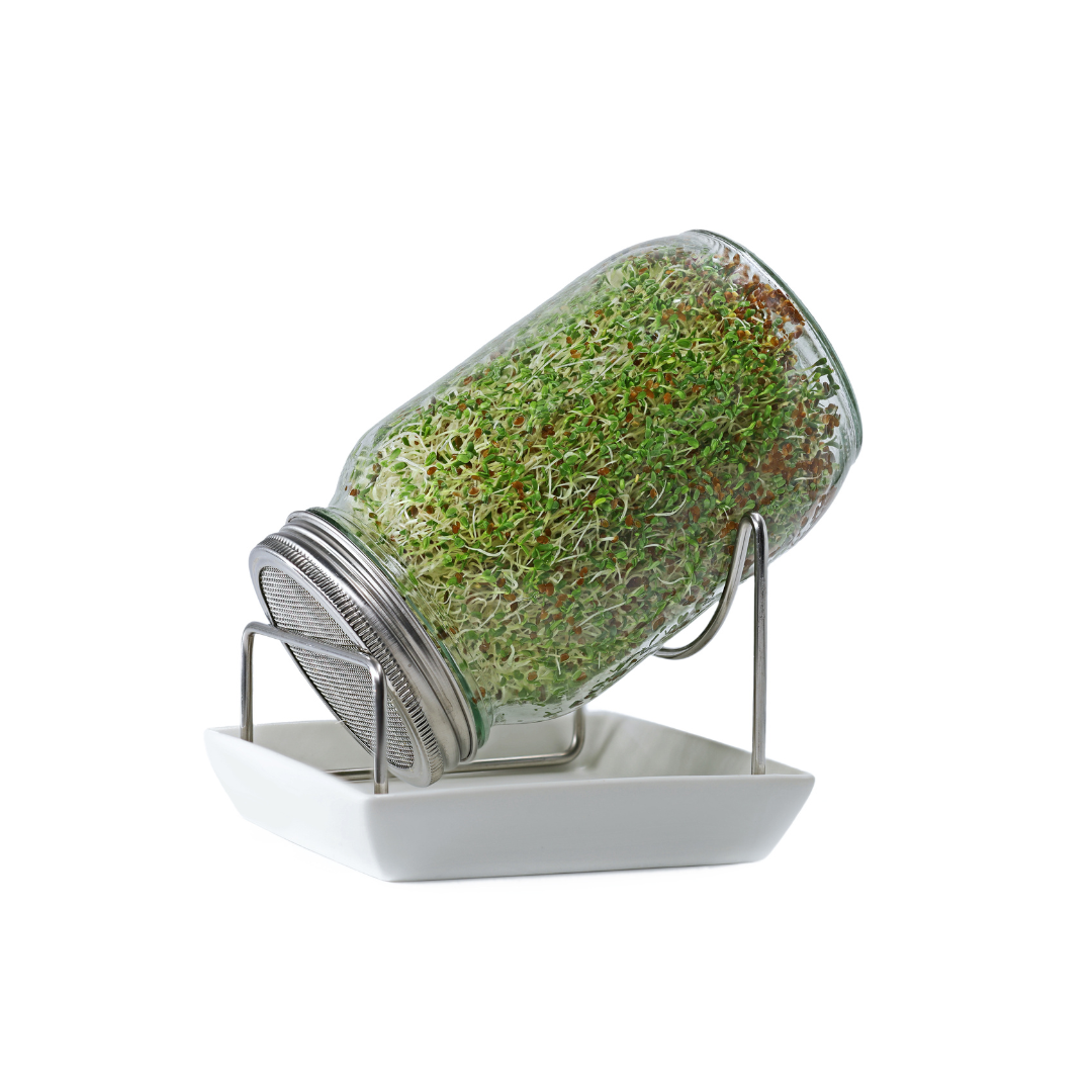 How do you sprout?