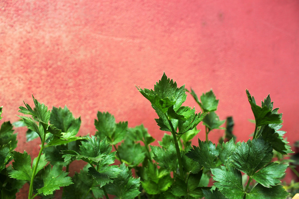 Celery Leaf Flakes, Organic - Country Life Natural Foods