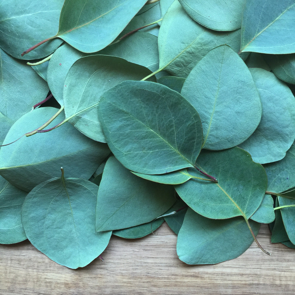 
                  
                    Eucalyptus Leaf, Cut, Sifted - Country Life Natural Foods
                  
                