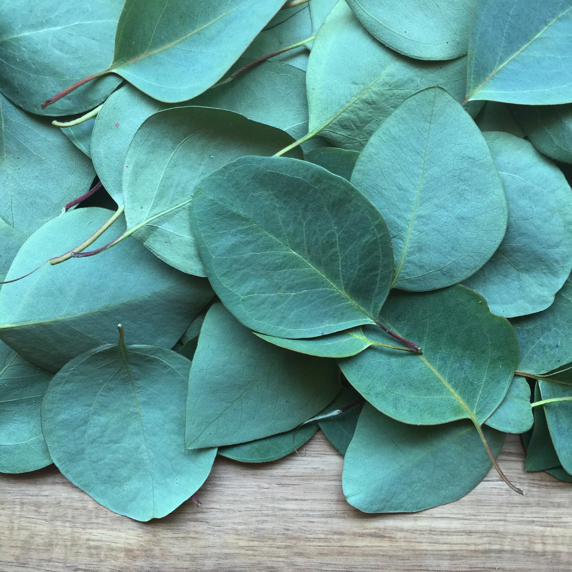 
                  
                    Eucalyptus Leaf, Cut, Sifted - Country Life Natural Foods
                  
                
