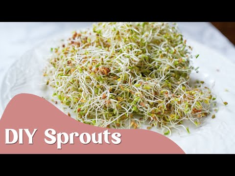 Alfalfa Seeds, Organic