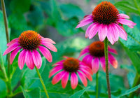
                  
                    [Echinacea Purp. Root c/s] - Country Life Natural Foods
                  
                