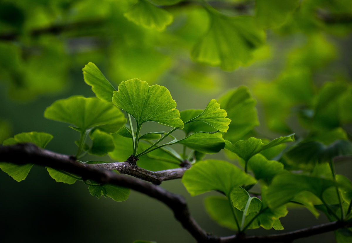 Ginkgo Leaf, Cut, Sifted, Herbs - Country Life Natural Foods