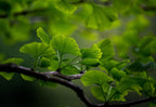 Ginkgo Leaf, Cut, Sifted, Herbs - Country Life Natural Foods