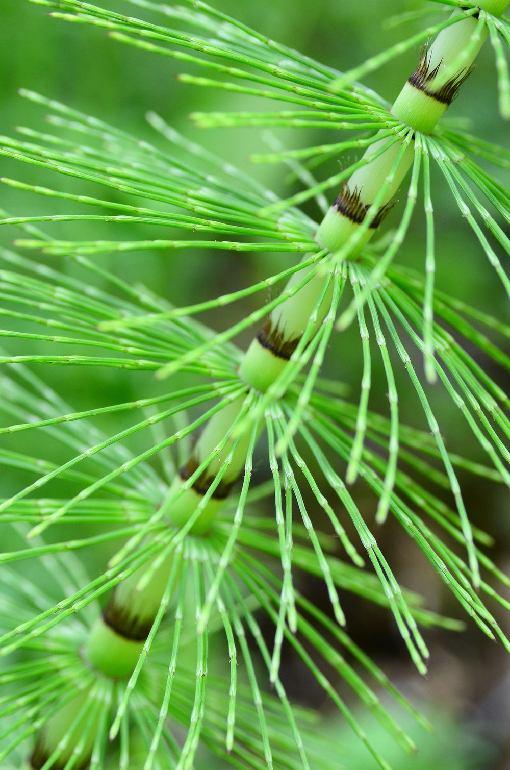 Horse Tail (Shavegrass) Cut, Sifted - Country Life Natural Foods