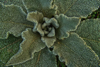 
                  
                    [Mullein Leaf} - Country Life Natural Foods
                  
                