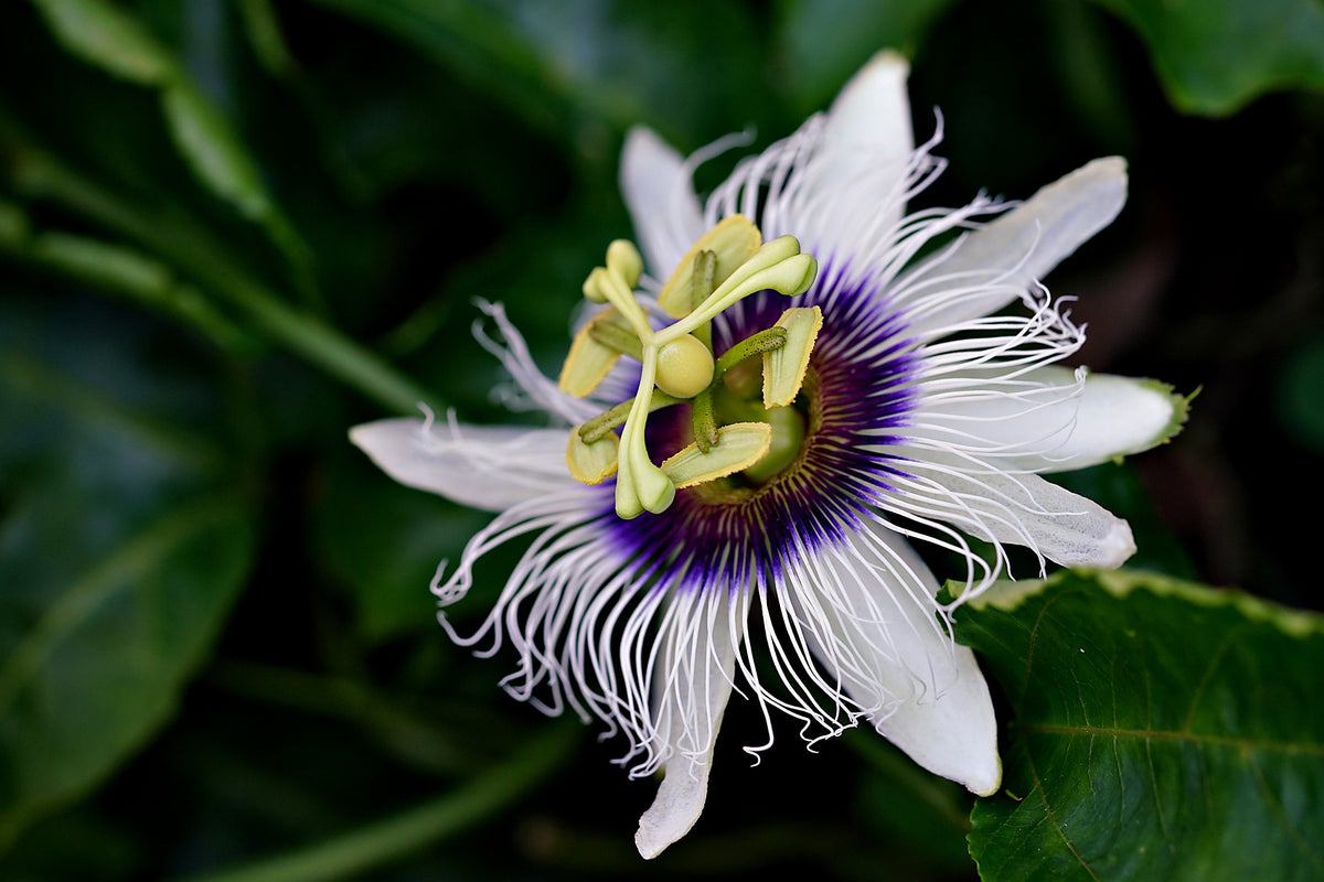 Passion Flower, Cut, Sifted, Herbs - Country Life Natural Foods