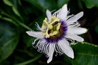 Passion Flower, Cut, Sifted, Herbs - Country Life Natural Foods