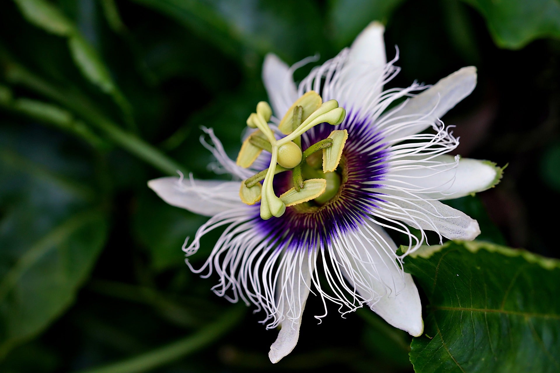 
                  
                    Passion Flower, Cut, Sifted - Country Life Natural Foods
                  
                