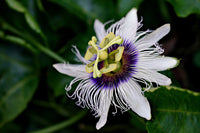 
                  
                    [Passion Flower} - Country Life Natural Foods
                  
                