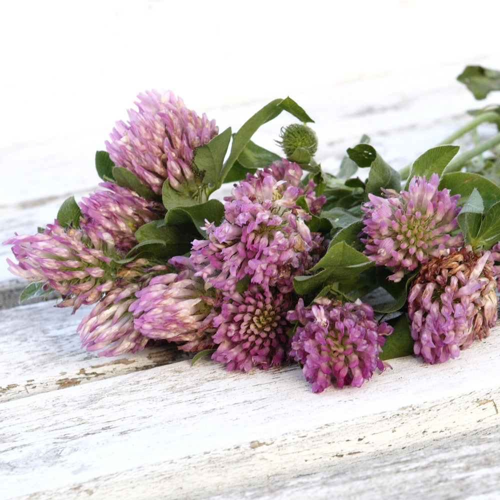 
                  
                    Red Clover Blossoms - Country Life Natural Foods
                  
                