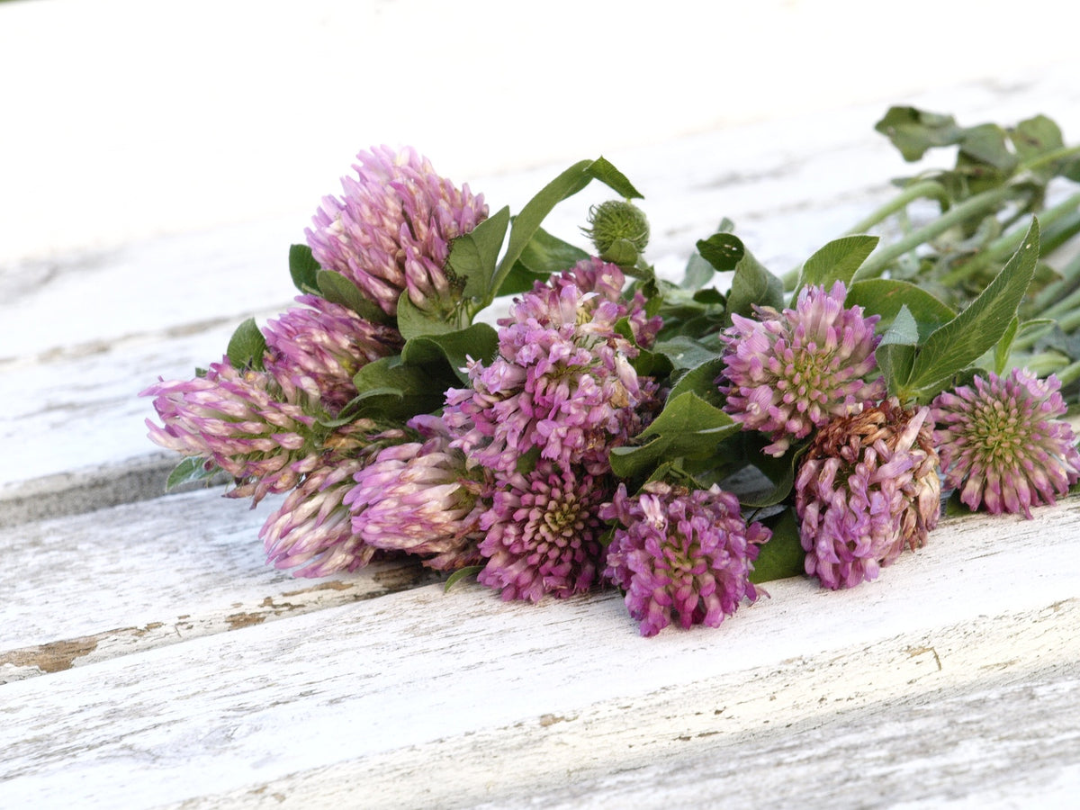 Red Clover Blossoms, Herbs - Country Life Natural Foods