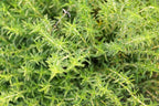 Savory, Cut, Sifted, Herbs Spices & Seasonings - Country Life Natural Foods