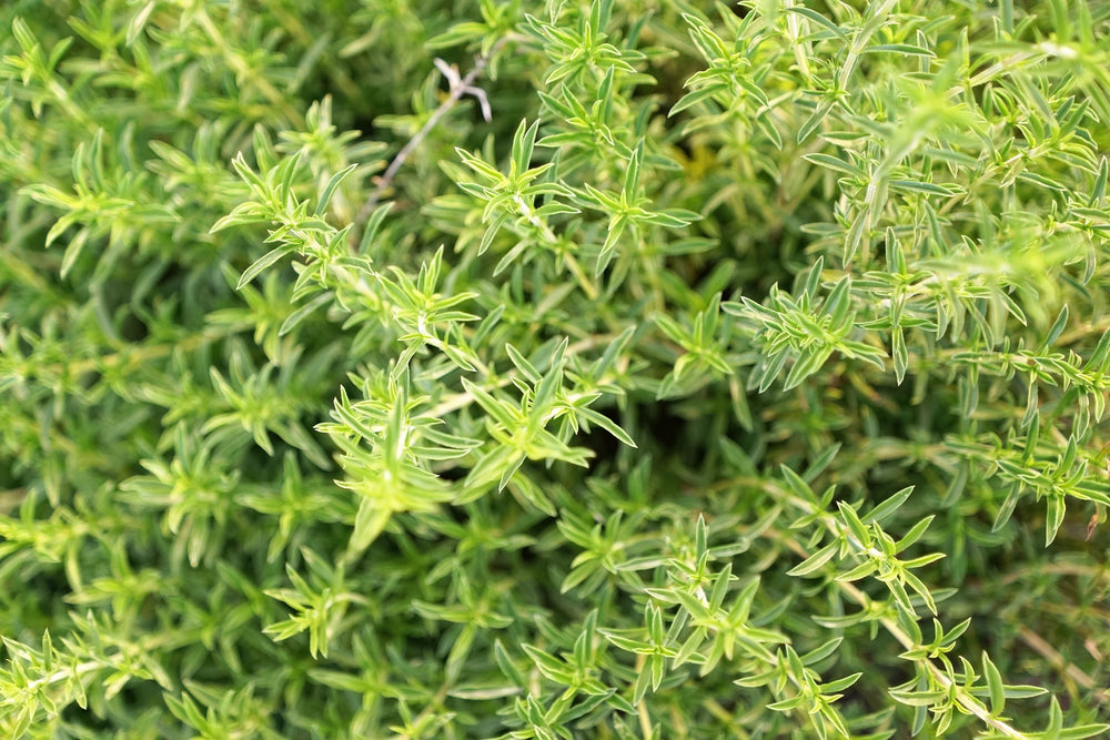 
                  
                    [Summer Savory] - Country Life Natural Foods
                  
                