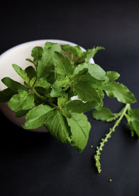 
                  
                    [Tulsi Holy Basil Leaf] - Country Life Natural Foods
                  
                