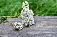 
                  
                    Yarrow Flowers, Cut, Sifted - Country Life Natural Foods
                  
                