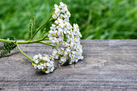 
                  
                    [Yarrow Flowers} - Country Life Natural Foods
                  
                