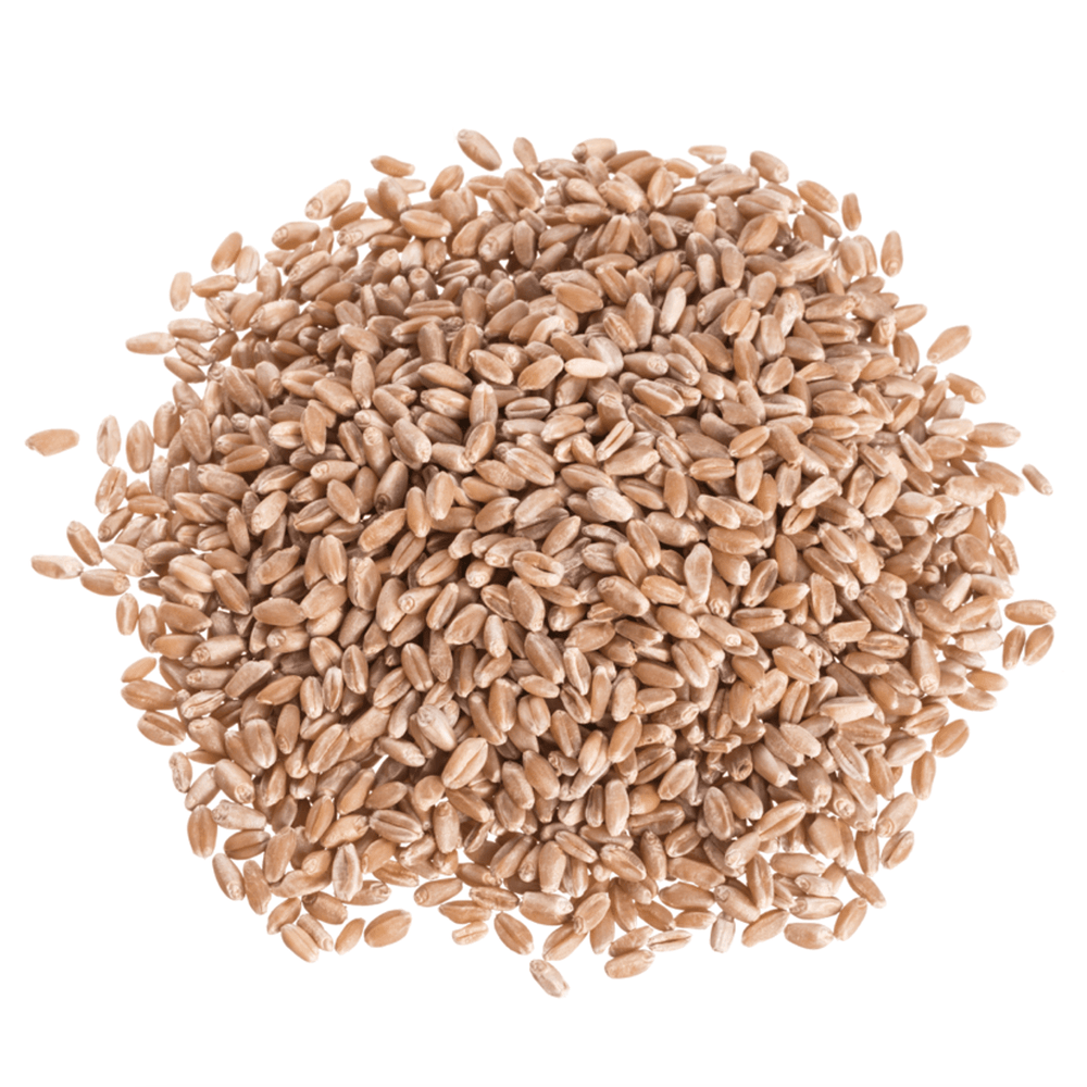 Organic Wheat Berries, Hard Red - 25lb - Country Life Natural Foods