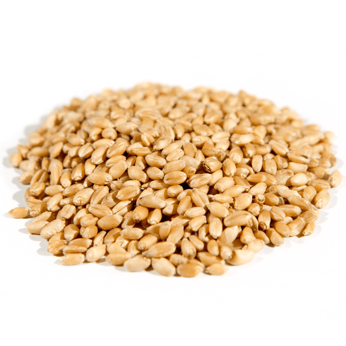 Wheat Berries Hard White Organic Country Life Natural Foods   Country Life Natural Foods Grains Organic Wheat Berries Hard White 25lb 34415656140984 1200x1200 