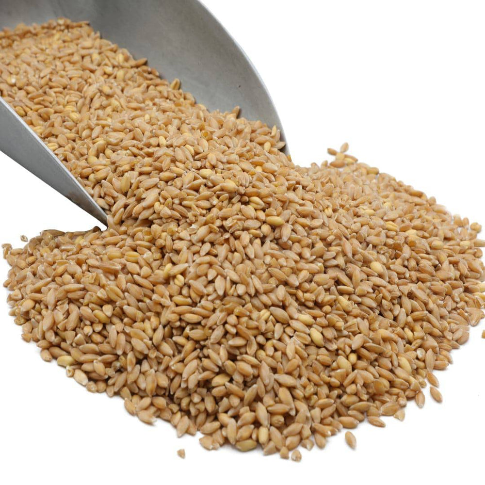 
                  
                    Wheat Berries, Bronze Chief (Red) - Country Life Natural Foods
                  
                